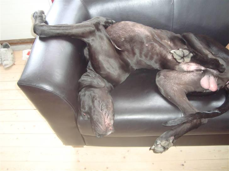 Grand danois Tyson <3  - Eeeelsker sofaen :) billede 3