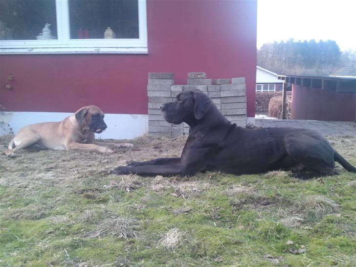 Grand danois Tyson <3  - Ligger bare og ser godt ud med sin ´´bror´´ billede 4