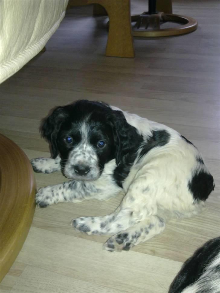 Breton Maki billede 6