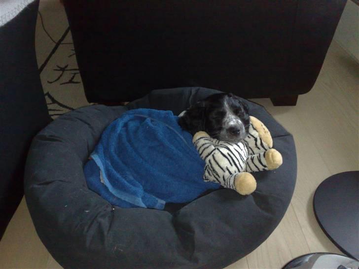 Breton Maki billede 7