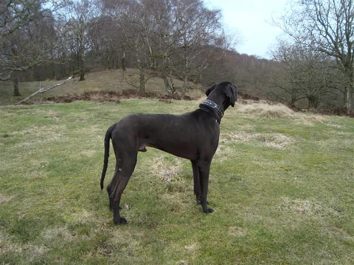 Grand danois Tyson <3  - En stor flot fyr :) billede 5
