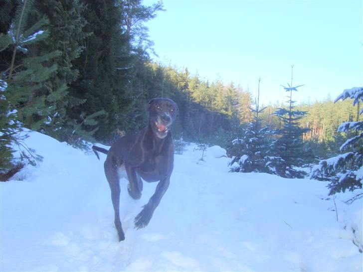 Grand danois Tyson <3  - Wrrroooooooooooommm billede 6