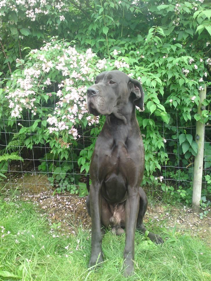 Grand danois Tyson <3  - Tyson i haven juli 2010 billede 7