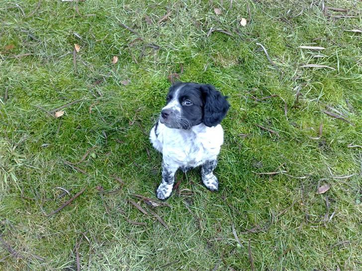 Breton Maki billede 8