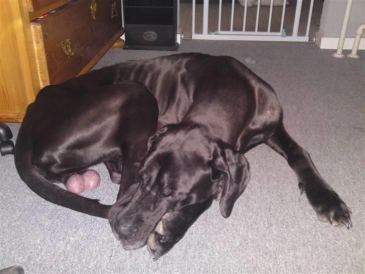 Grand danois Tyson <3  - Putter . billede 8