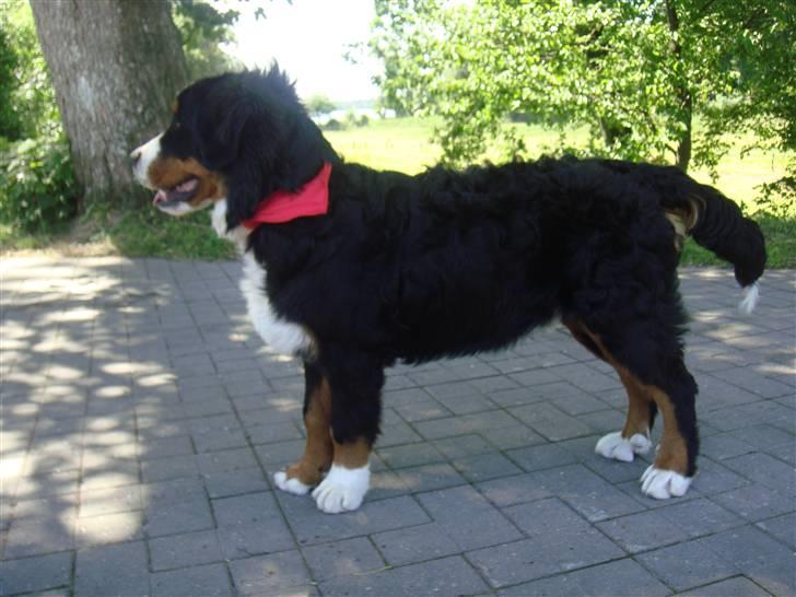 Berner sennenhund Lucas - mig i profil. Flot fyr. ½ år. billede 19