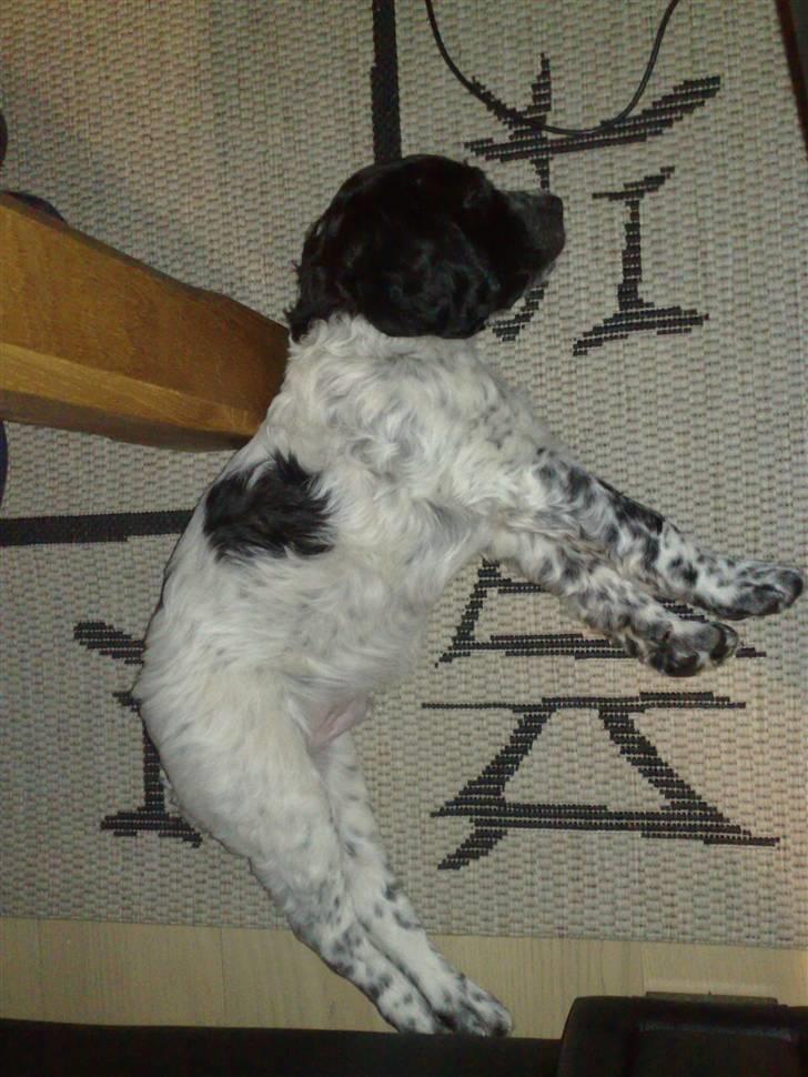 Breton Maki billede 9