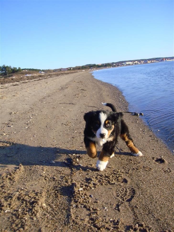 Berner sennenhund Lucas - Juhuu, vi leger tag fat. 9 uger. billede 20