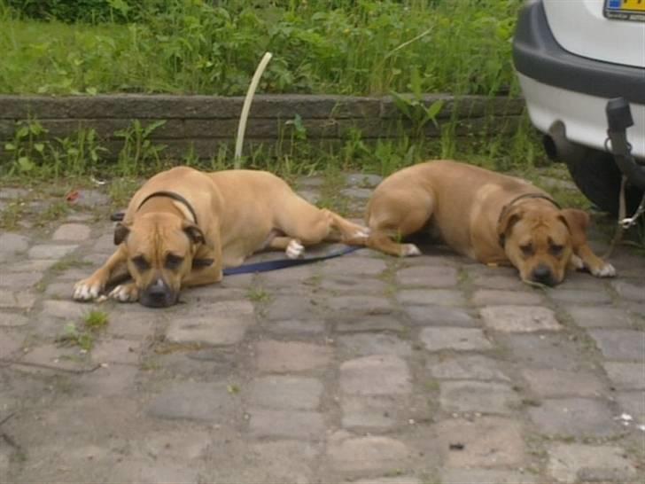 Amerikansk staffordshire terrier Tyra billede 1