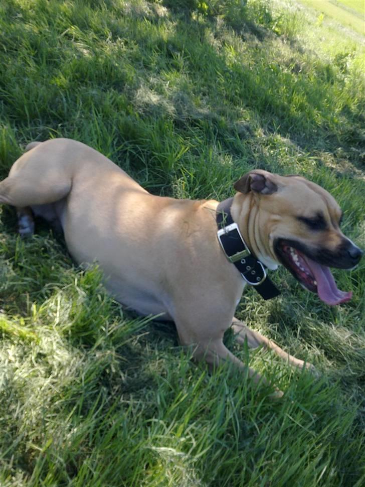 Amerikansk staffordshire terrier Tyra billede 2