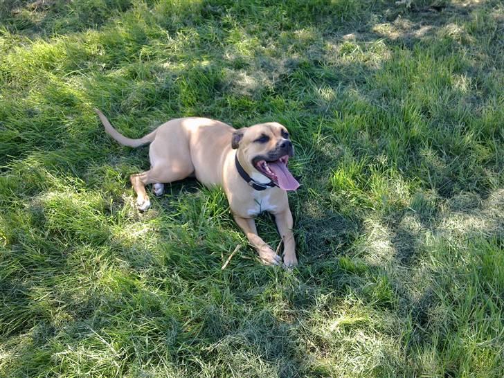 Amerikansk staffordshire terrier Tyra billede 3