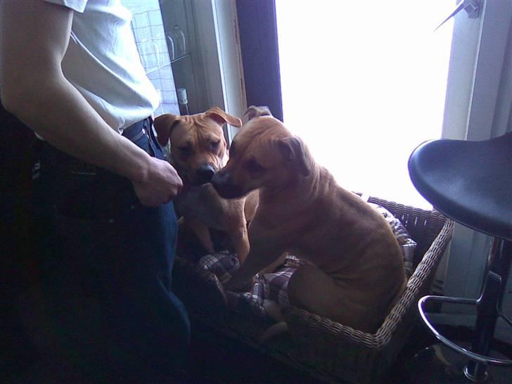 Amerikansk staffordshire terrier Tyra billede 4