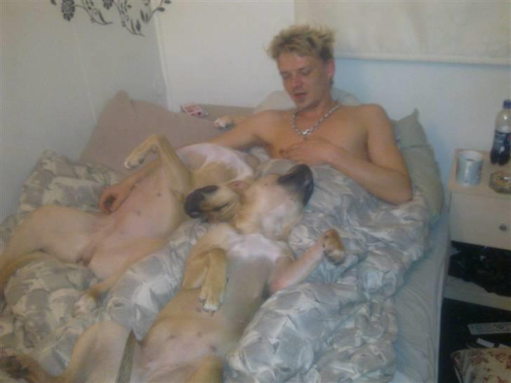 Amerikansk staffordshire terrier Tyra billede 5