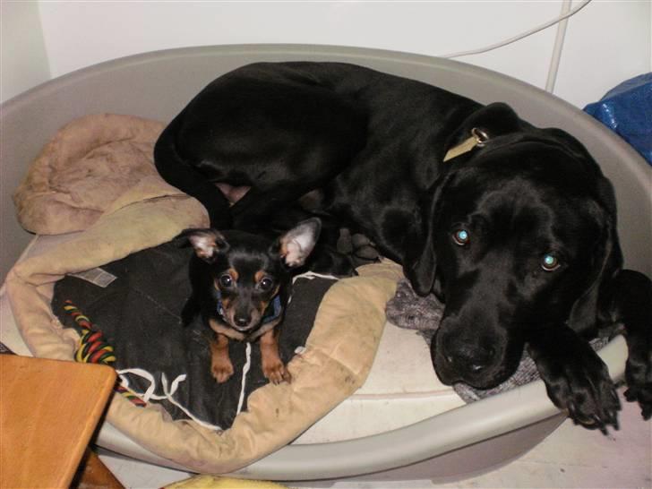 Blanding af racer Ludvig - hvornår er jeg begyndt at få levende godbidder ....  billede 7