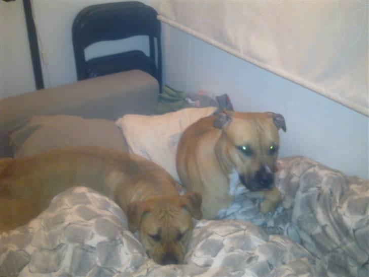 Amerikansk staffordshire terrier Tyra billede 6