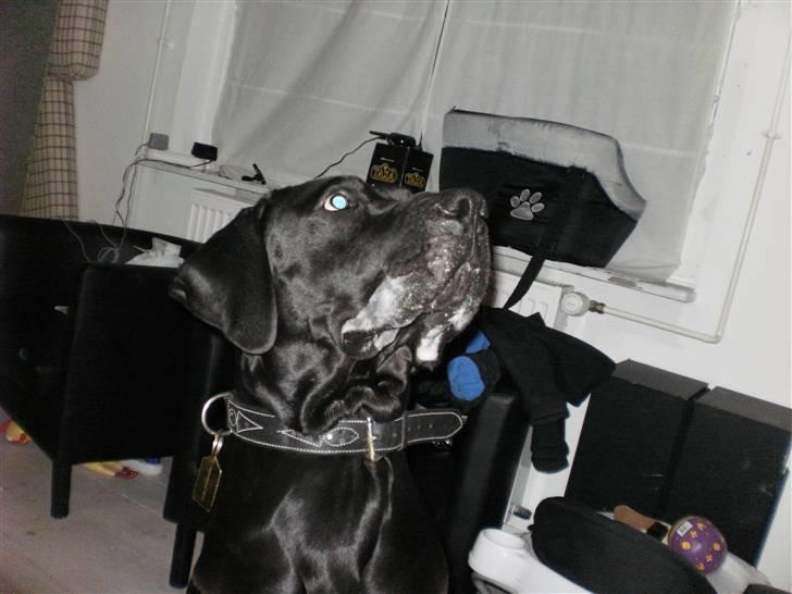 Blanding af racer Ludvig - Hjælp jeg har fået rabies .....  billede 8