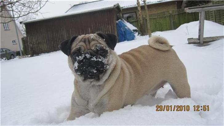 Mops Bella billede 1