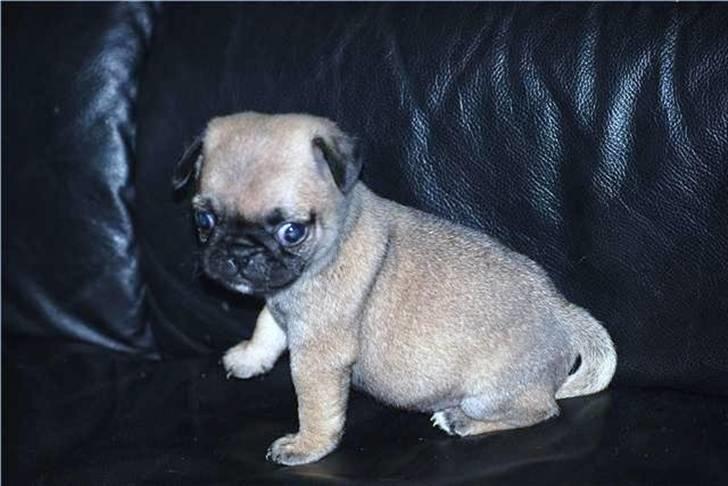 Mops Bella billede 2