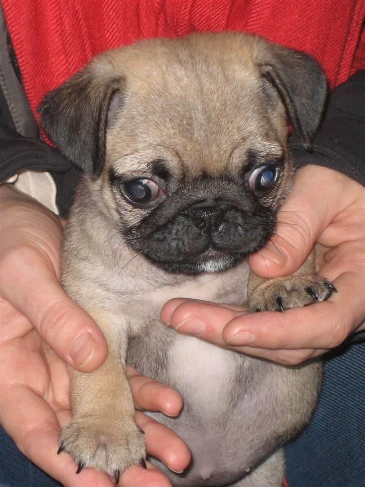 Mops Bella billede 3