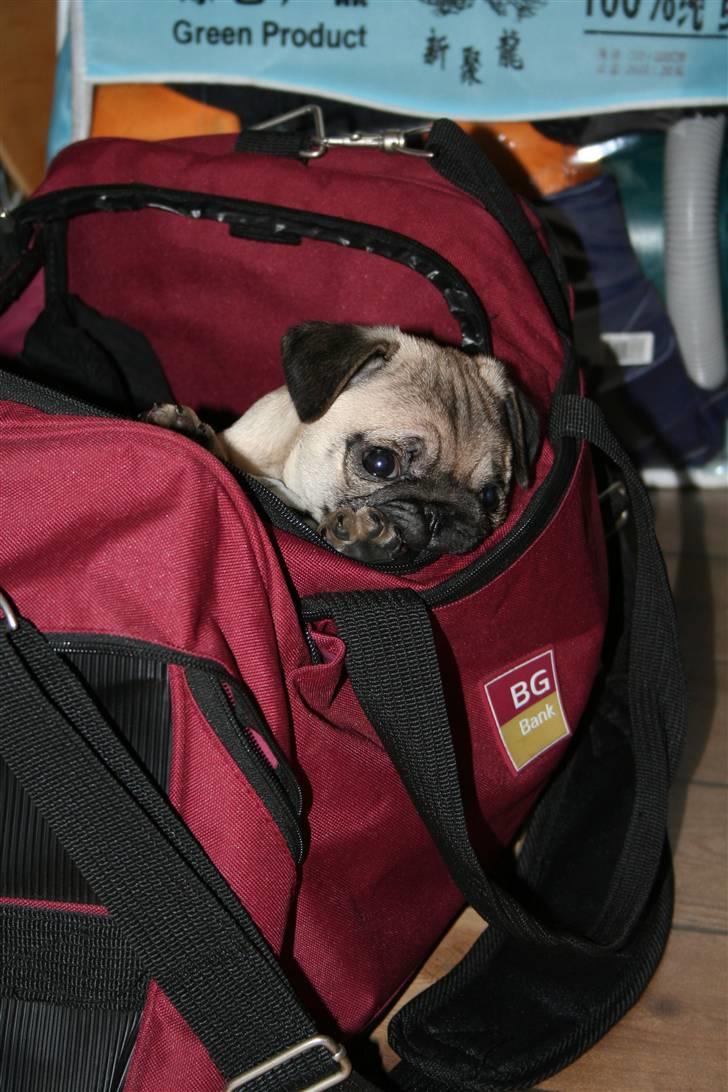 Mops Bella billede 4