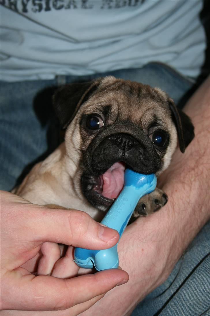 Mops Bella billede 5