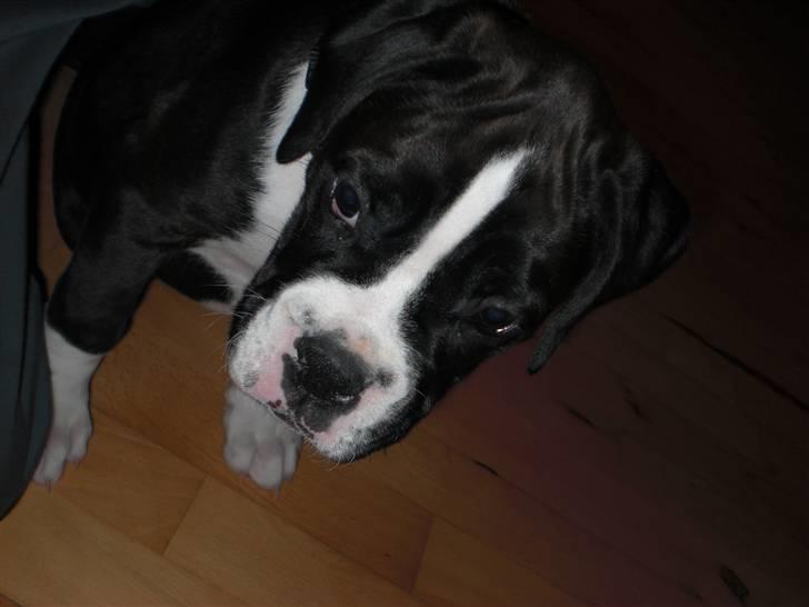 Boxer Laika billede 1