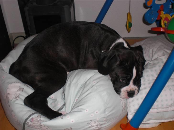 Boxer Laika billede 2