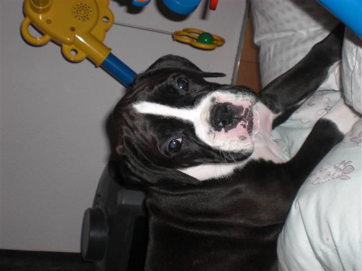 Boxer Laika billede 3