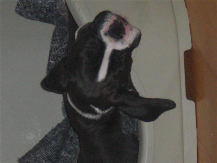 Boxer Laika billede 4