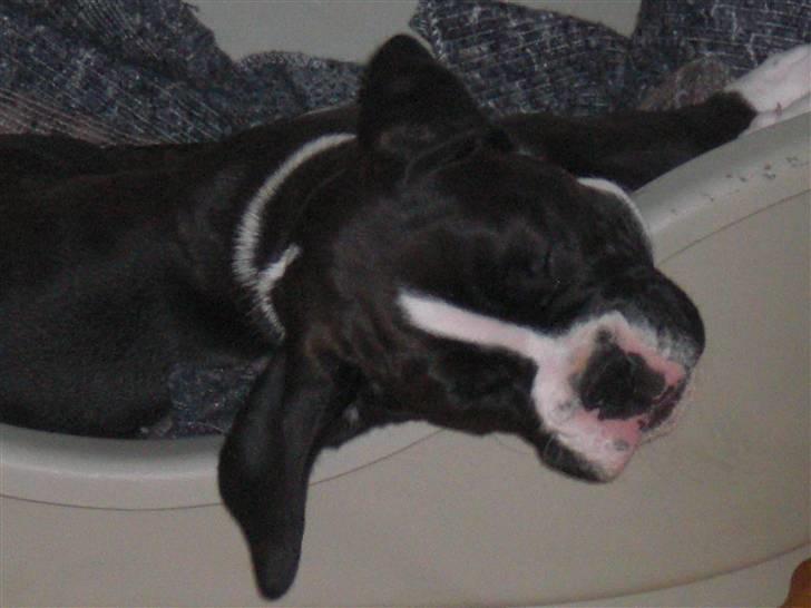 Boxer Laika billede 5