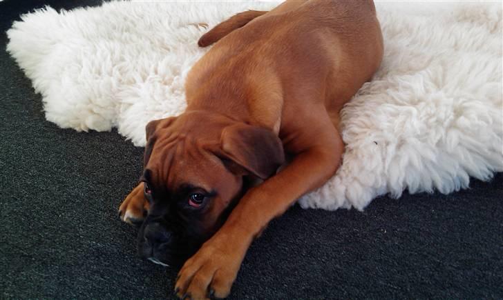 Boxer Lucca - Nu 23  Uger gammel billede 10