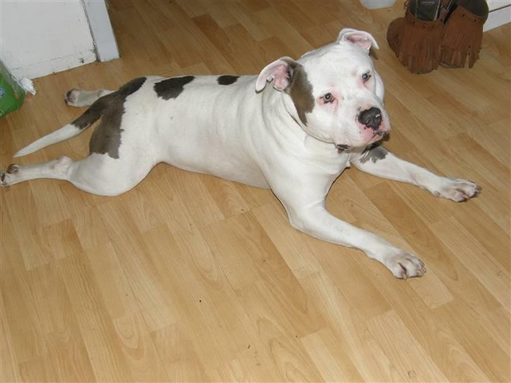 Amerikansk staffordshire terrier Riko billede 1
