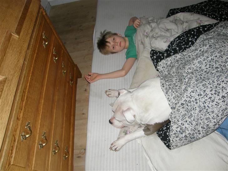 Amerikansk staffordshire terrier Riko billede 2