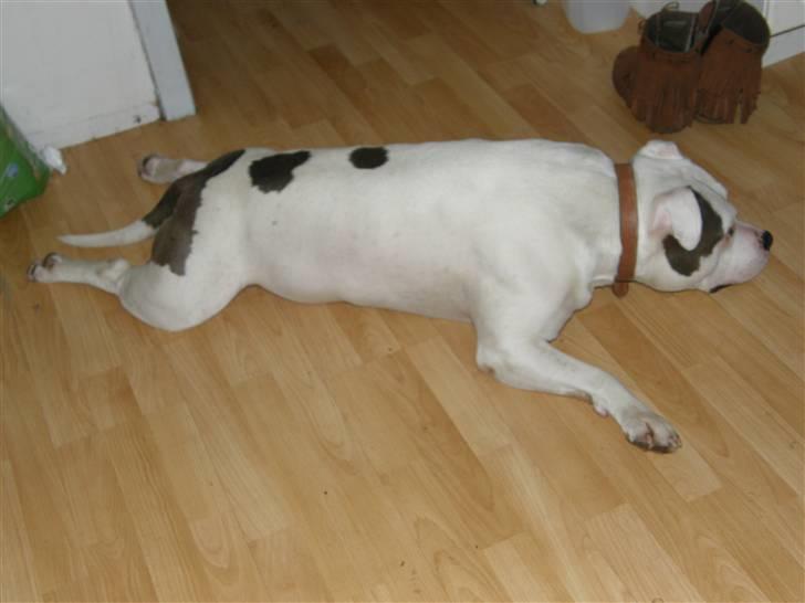 Amerikansk staffordshire terrier Riko billede 3