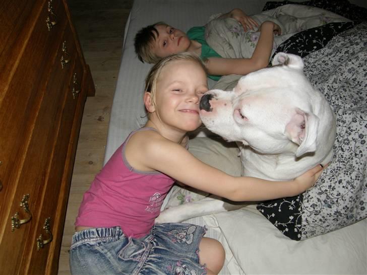 Amerikansk staffordshire terrier Riko billede 4