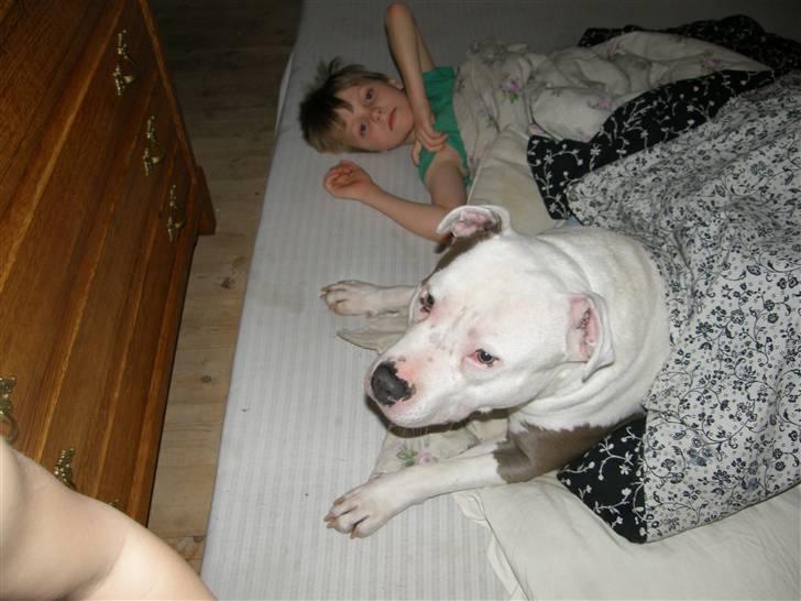 Amerikansk staffordshire terrier Riko billede 5