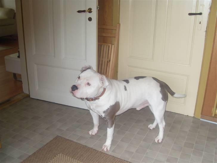 Amerikansk staffordshire terrier Riko billede 6