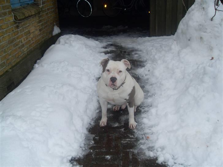 Amerikansk staffordshire terrier Riko billede 7