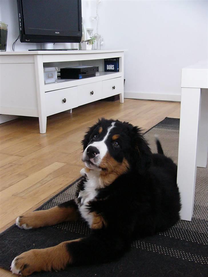 Berner sennenhund Freja - Freja d.1 marts 2010.. SÅ kær!!!! 11 uger og 3 dage gammel. billede 4