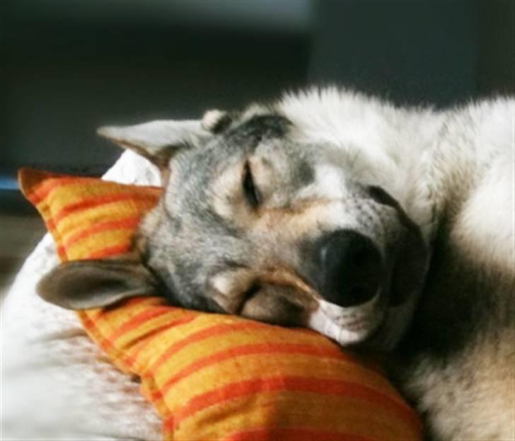 Tjekkoslovakisk ulvehund Pandora van Goverwelle - Goofy. Schhh jeg er træt! billede 5