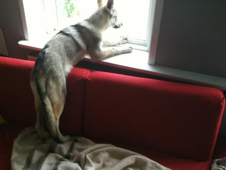 Tjekkoslovakisk ulvehund Pandora van Goverwelle - Venter på farmand ... billede 9