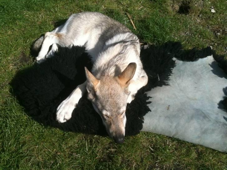 Tjekkoslovakisk ulvehund Pandora van Goverwelle - Ulv i fåreklæder. Hvad mener de med det? billede 10