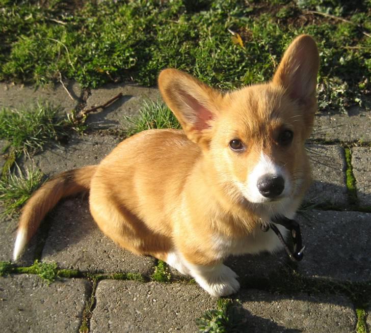 Welsh corgi pembroke Buddy - 3 måneder :) billede 3