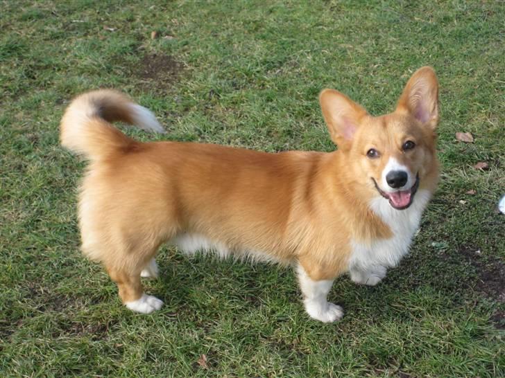 Welsh corgi pembroke Buddy - smiiil :) billede 5