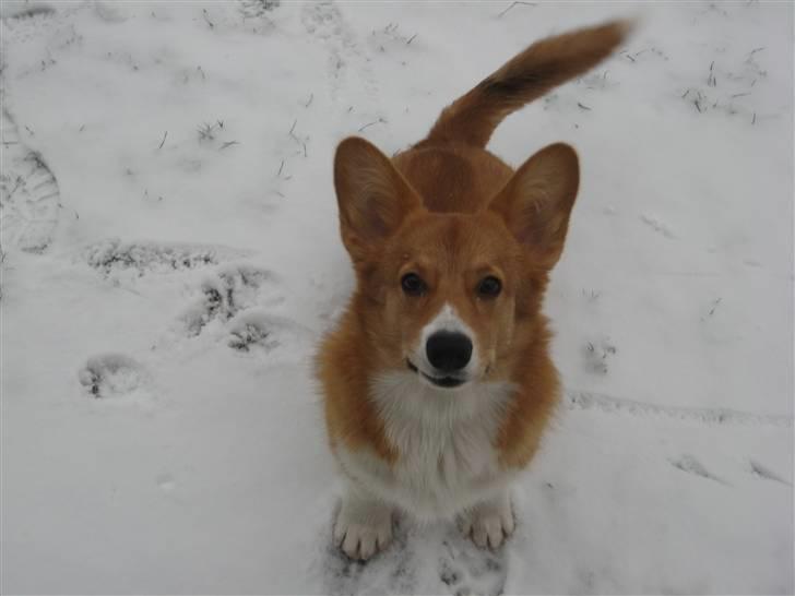 Welsh corgi pembroke Buddy - "Jep, jeg er lutter øre!" billede 6