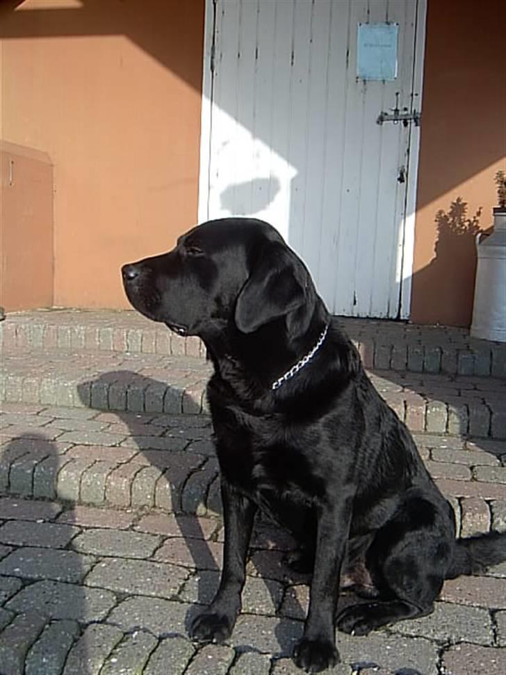 Labrador retriever Tarzan - Nyder lige en varm solstråle... billede 2