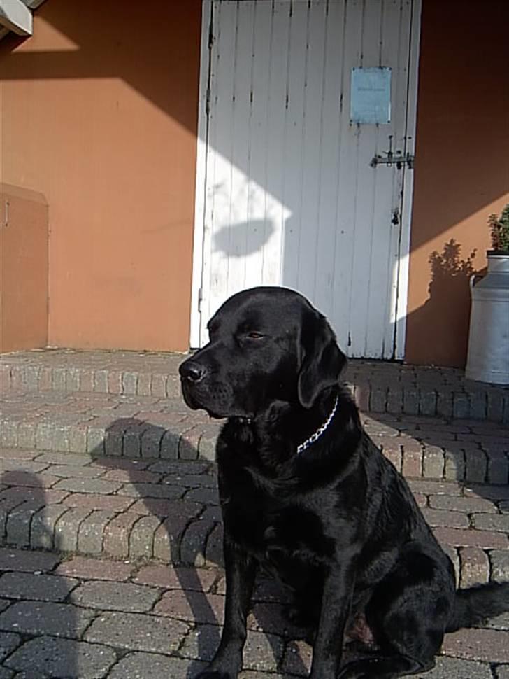 Labrador retriever Tarzan - Nu falder jeg snart i søvn... billede 3