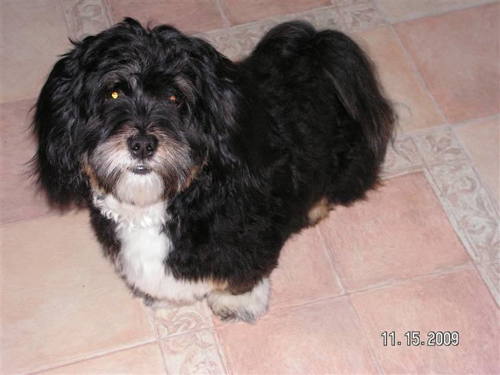 Blanding af racer Max - nu er han pelset igen billede 19