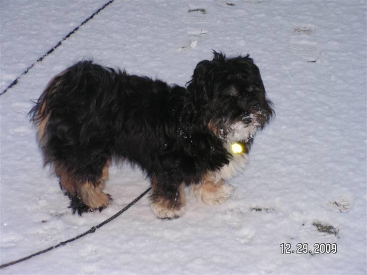 Blanding af racer Max - max i sne billede 20