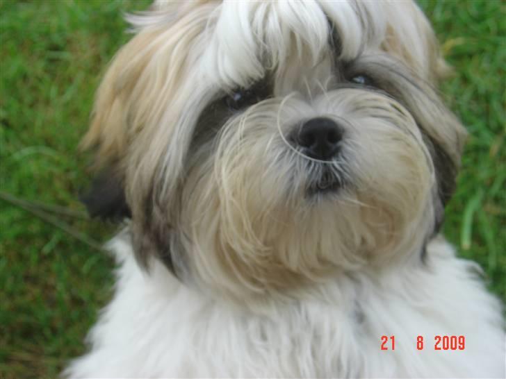 Shih tzu Gizmo billede 6